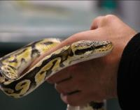 Animal Adventure - Reptiles (FR)