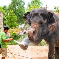 Animal Adventure - La douche des éléphants (EN)