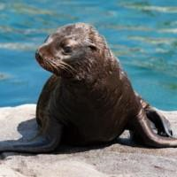 Animal Adventure - Les otaries de Steller (EN)