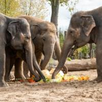 Animal Adventure - De olifantenlunch voor kinderen (FR & EN)