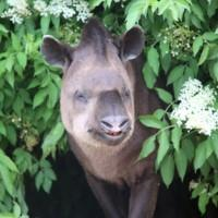 Animal Adventure - Tapirs (FR)