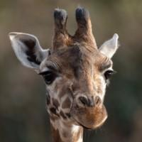 Animal Adventure - Les secrets des girafes (FR)
